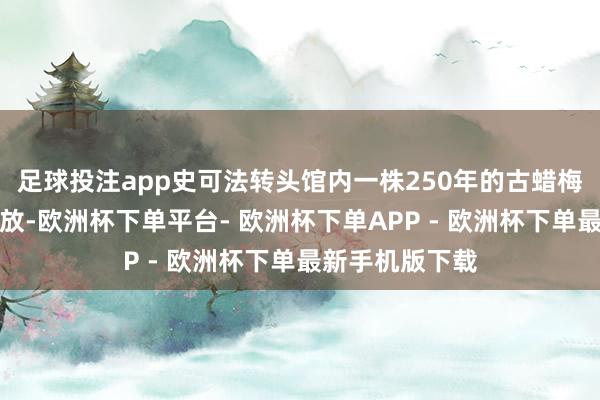 足球投注app史可法转头馆内一株250年的古蜡梅树如故澈底怒放-欧洲杯下单平台- 欧洲杯下单APP - 欧洲杯下单最新手机版下载